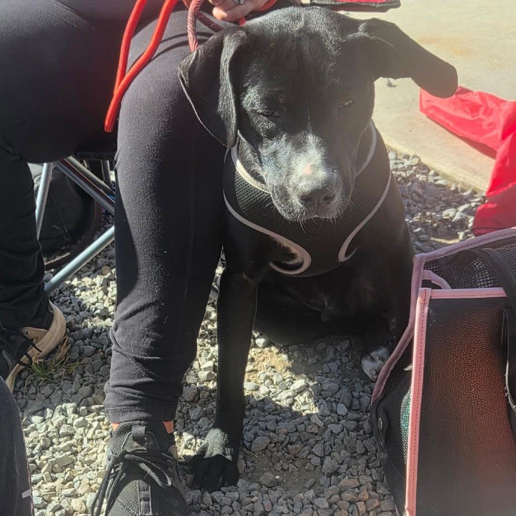 Chase, a Adoptable Mixed Breed in Lima, OH image 6/6