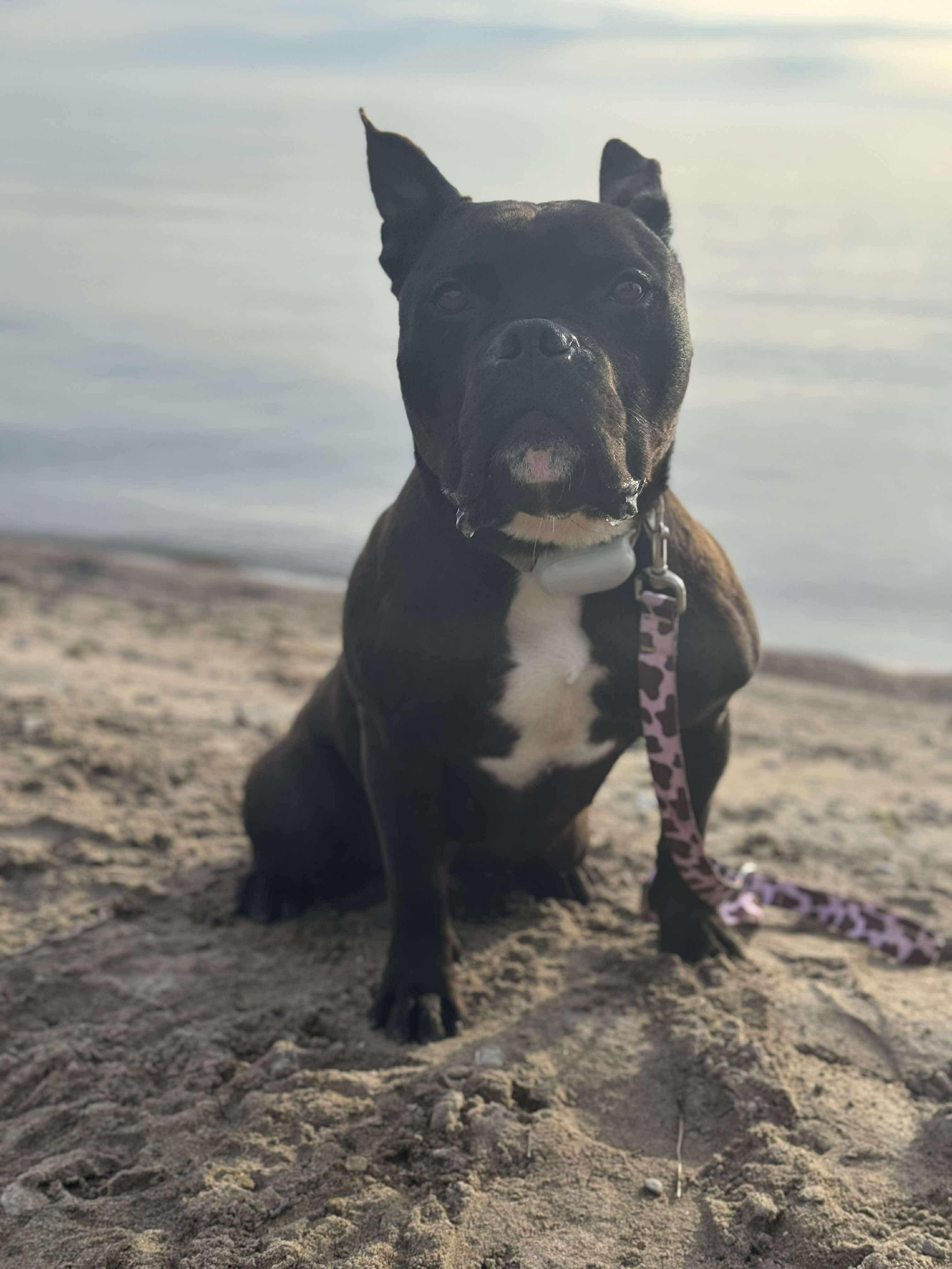 Enlarge Banks, an adopted mixed breed in Bolton, ON image 1/5