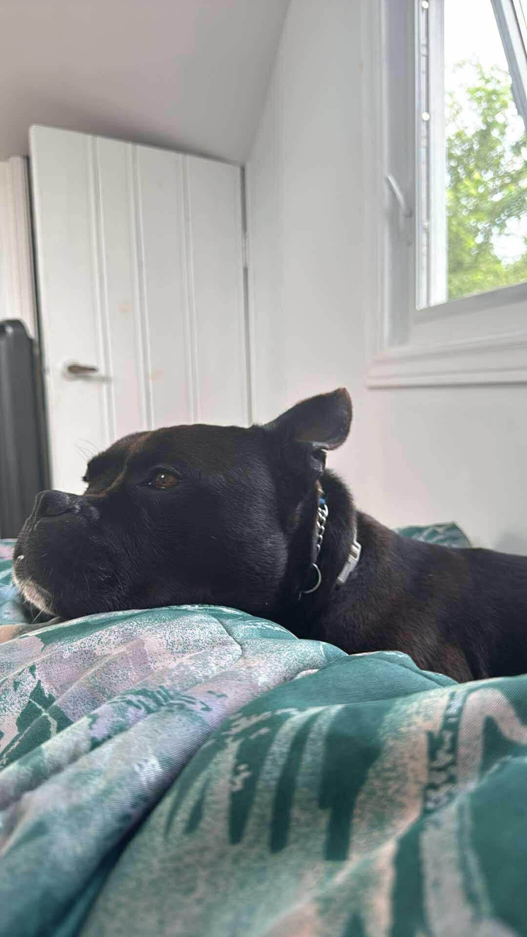 Banks, adopted, Adult Male American Bully & French Bulldog.
