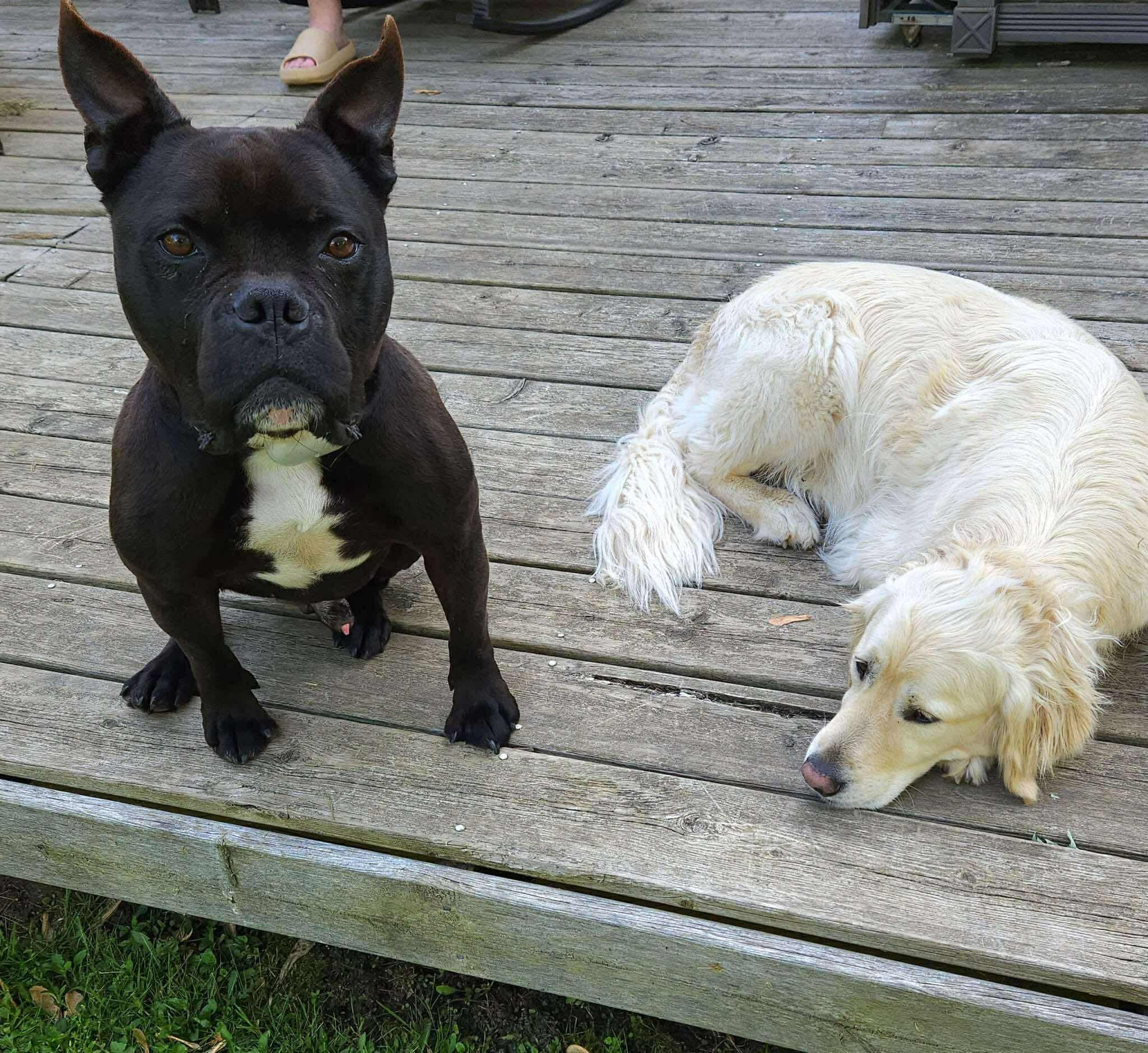 Enlarge Banks, an adopted mixed breed in Bolton, ON image 5/5