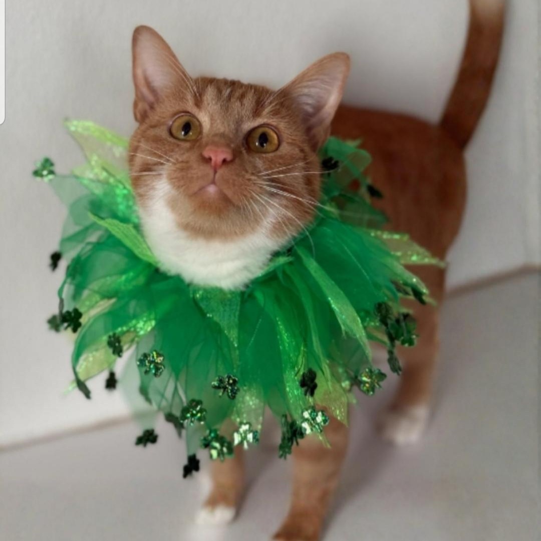 Enlarge RC, a ADOPTABLE Domestic Short Hair in Greensburg, PA image 3/6