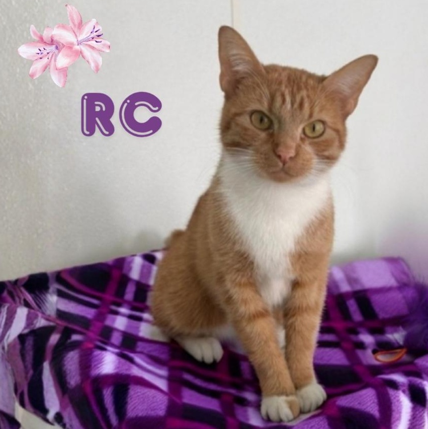 Enlarge RC, a ADOPTABLE Domestic Short Hair in Greensburg, PA image 2/6