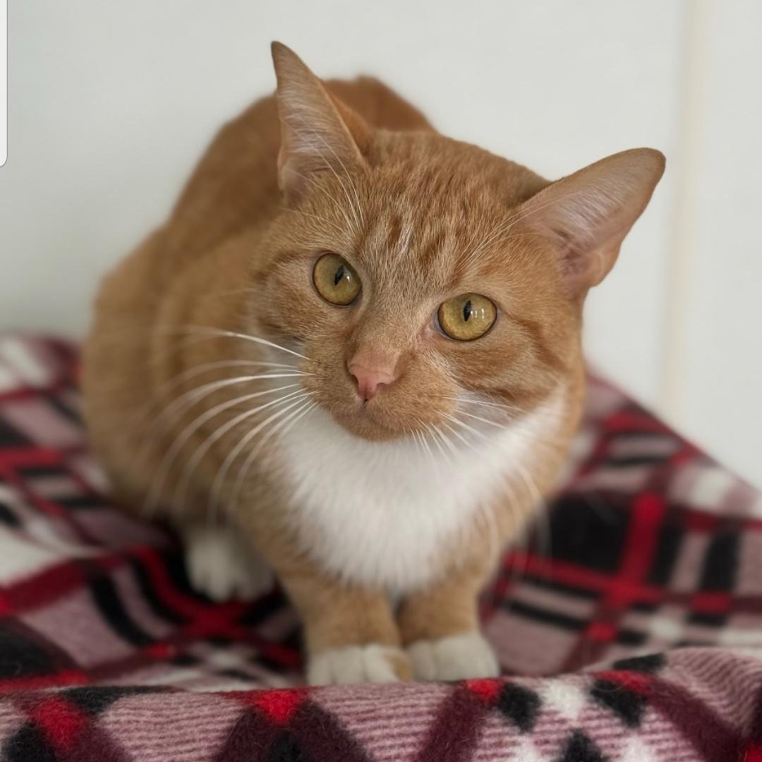 Enlarge RC, a ADOPTABLE Domestic Short Hair in Greensburg, PA image 5/6