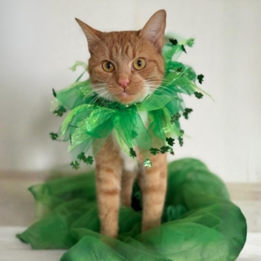 RC, ADOPTABLE, Young Female Domestic Short Hair.