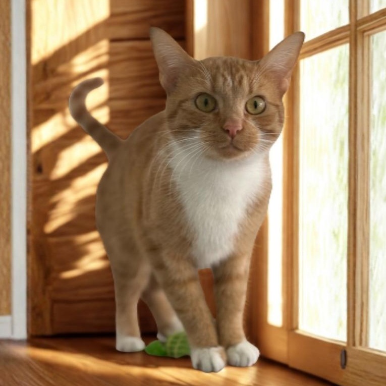 Enlarge RC, a ADOPTABLE Domestic Short Hair in Greensburg, PA image 4/6