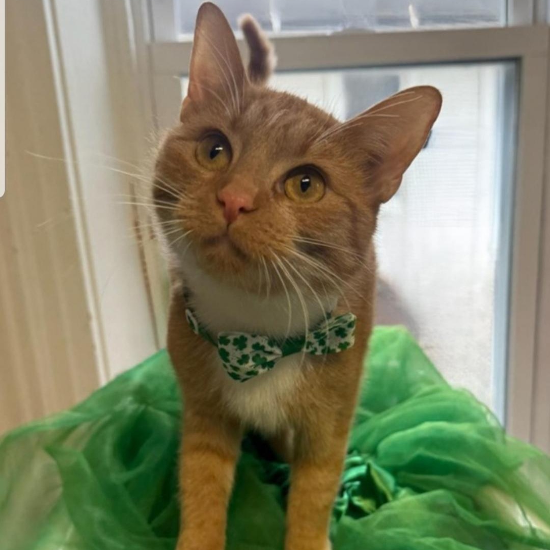 Enlarge RC, a ADOPTABLE Domestic Short Hair in Greensburg, PA image 6/6