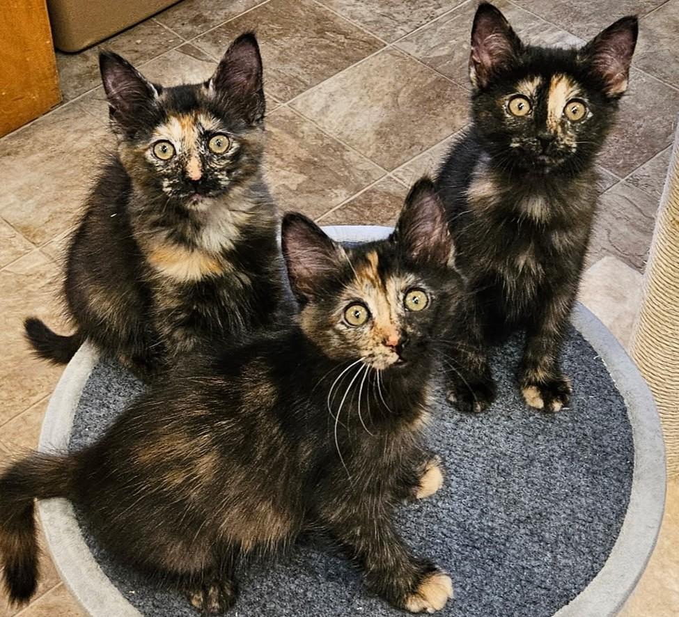 Family of 5 beautiful kittens in foster care, an adopted mixed breed in Mendham, NJ image 1/3