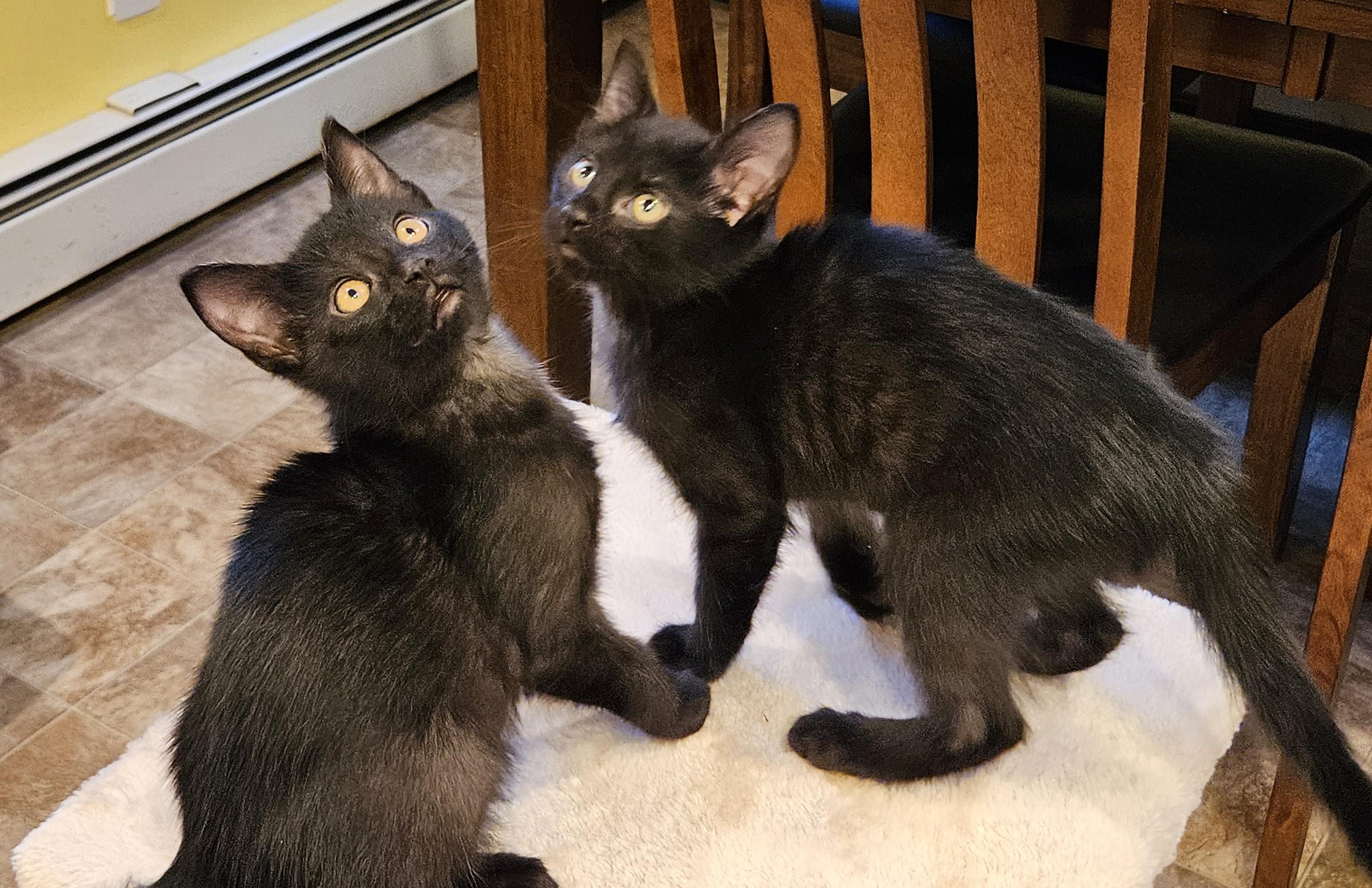 Family of 5 beautiful kittens in foster care, an adopted mixed breed in Mendham, NJ image 3/3