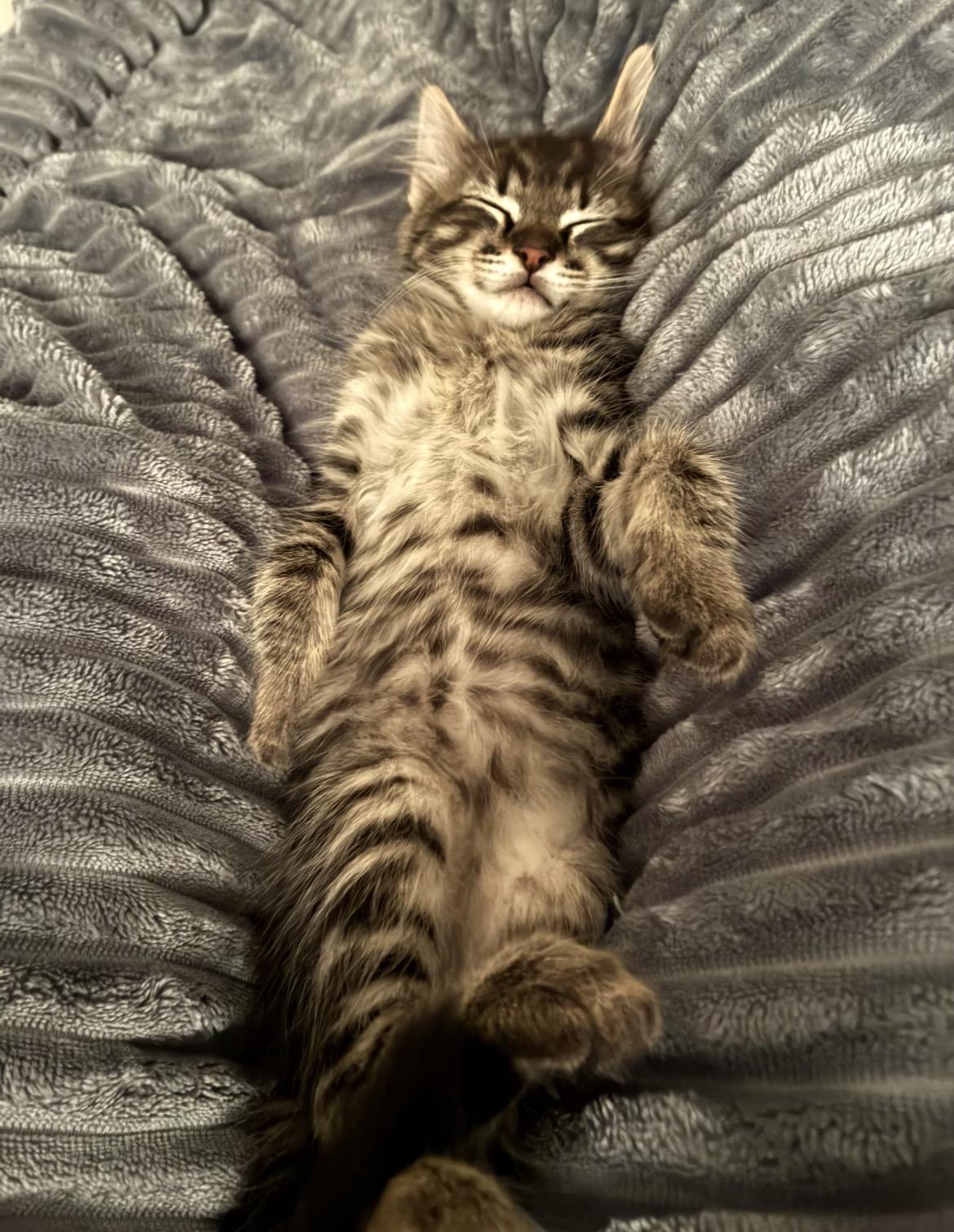 Enlarge Poseidon, a ADOPTABLE Domestic Medium Hair in Atoka, TN image 3/4