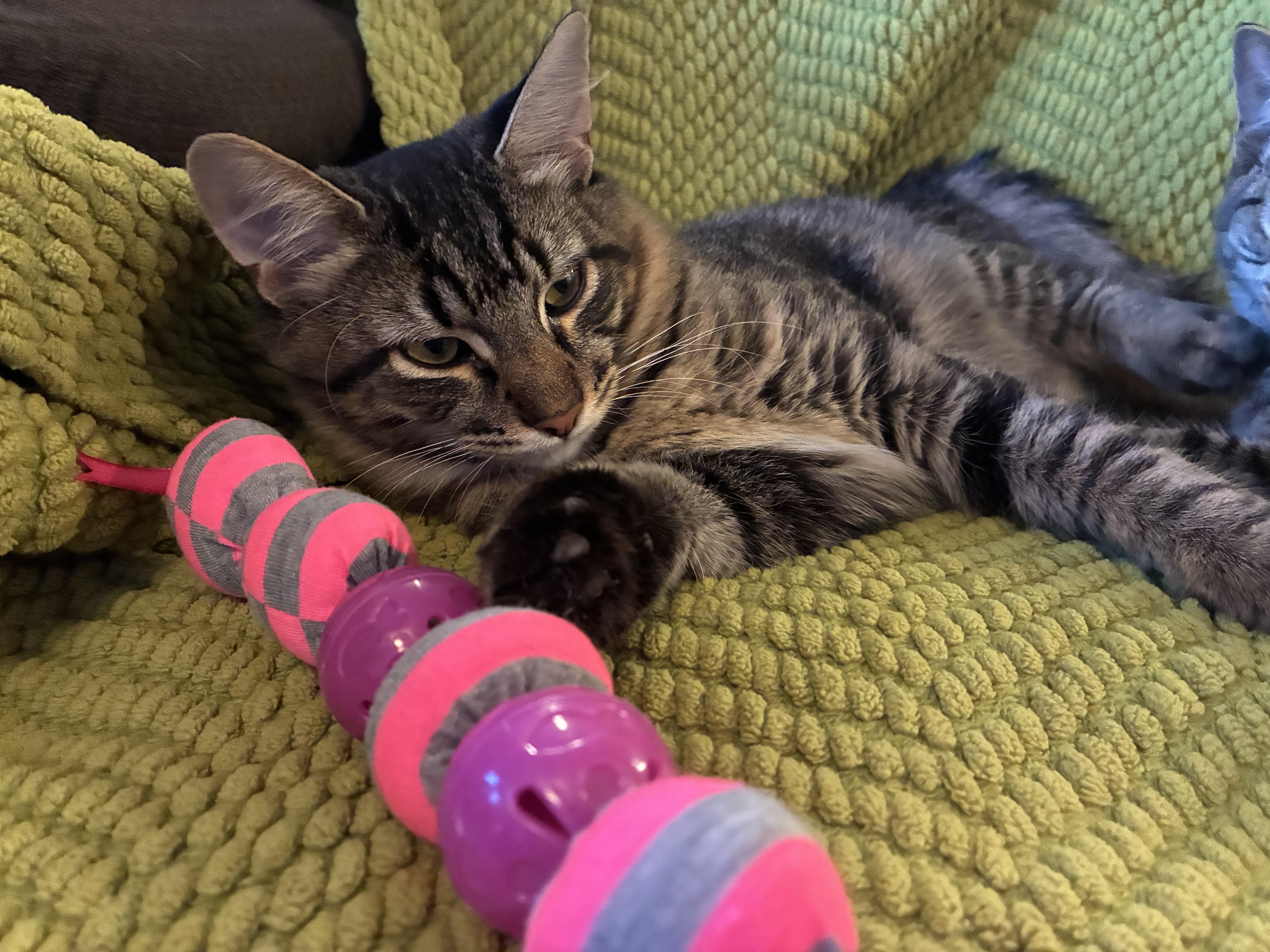 Enlarge Poseidon, a ADOPTABLE Domestic Medium Hair in Atoka, TN image 4/4