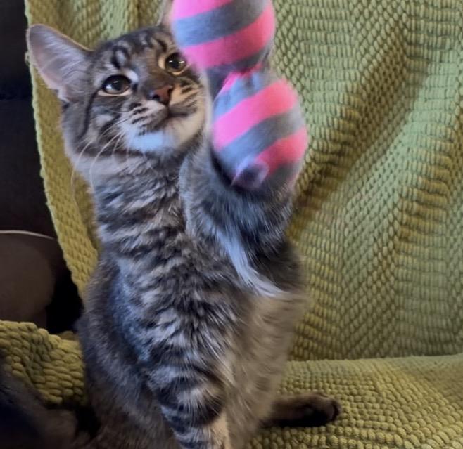Poseidon, ADOPTABLE, Kitten Male Domestic Medium Hair.