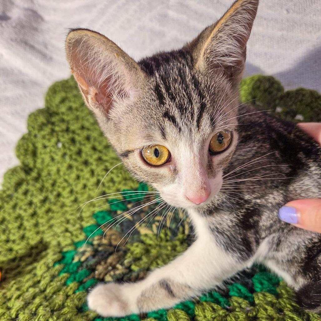 Gio, Adoptable, Kitten Male Domestic Short Hair.