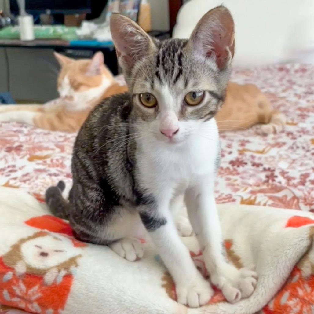 Enlarge Gio, a Adoptable Domestic Short Hair in San Diego, CA image 2/5