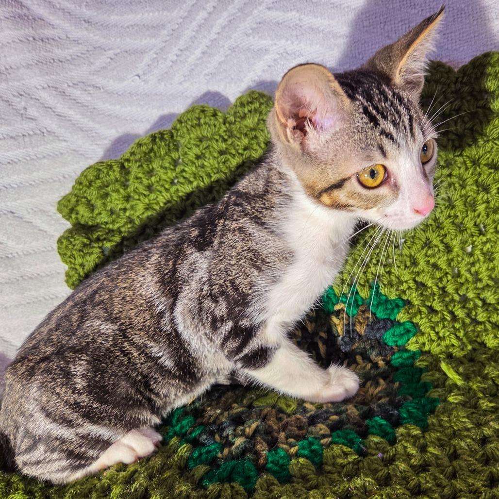 Enlarge Gio, a Adoptable Domestic Short Hair in San Diego, CA image 3/5