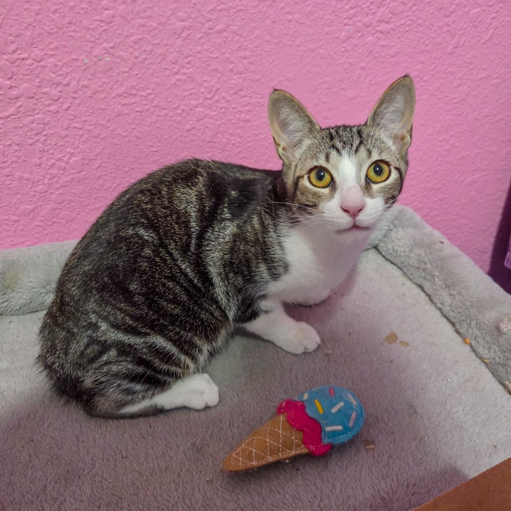 Enlarge Gio, a Adoptable Domestic Short Hair in San Diego, CA image 4/5