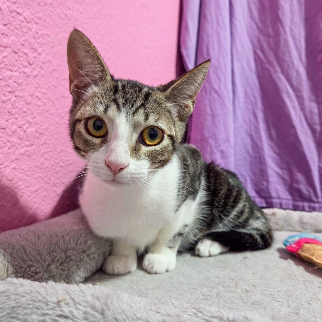 Enlarge Gio, a Adoptable Domestic Short Hair in San Diego, CA image 5/5