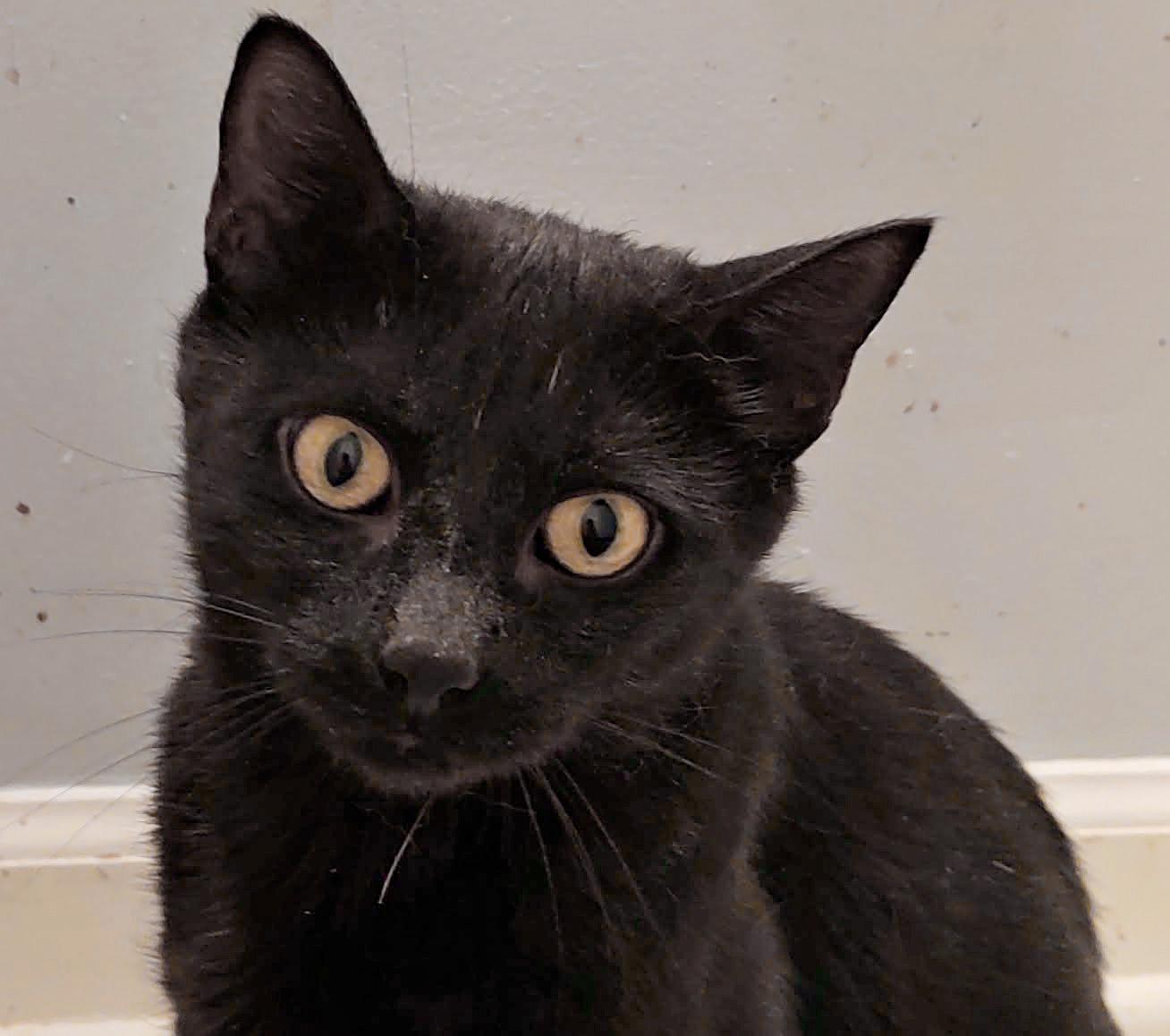 Enlarge Jacquelyn, a Adoptable Domestic Short Hair in Pittsburgh, PA image 1/1