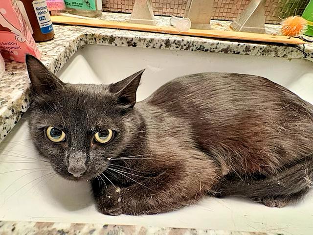 Jacquelyn, Adoptable, Young Female Domestic Short Hair.