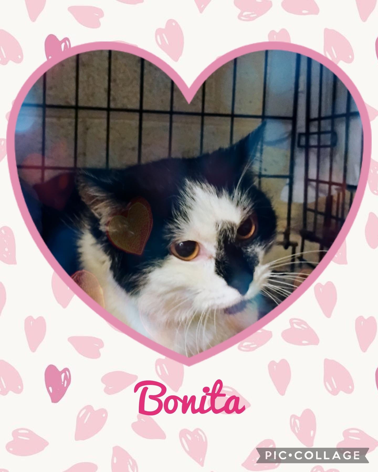 Enlarge Bonita, an adoptable Domestic Short Hair in Muncie, IN image 1/1