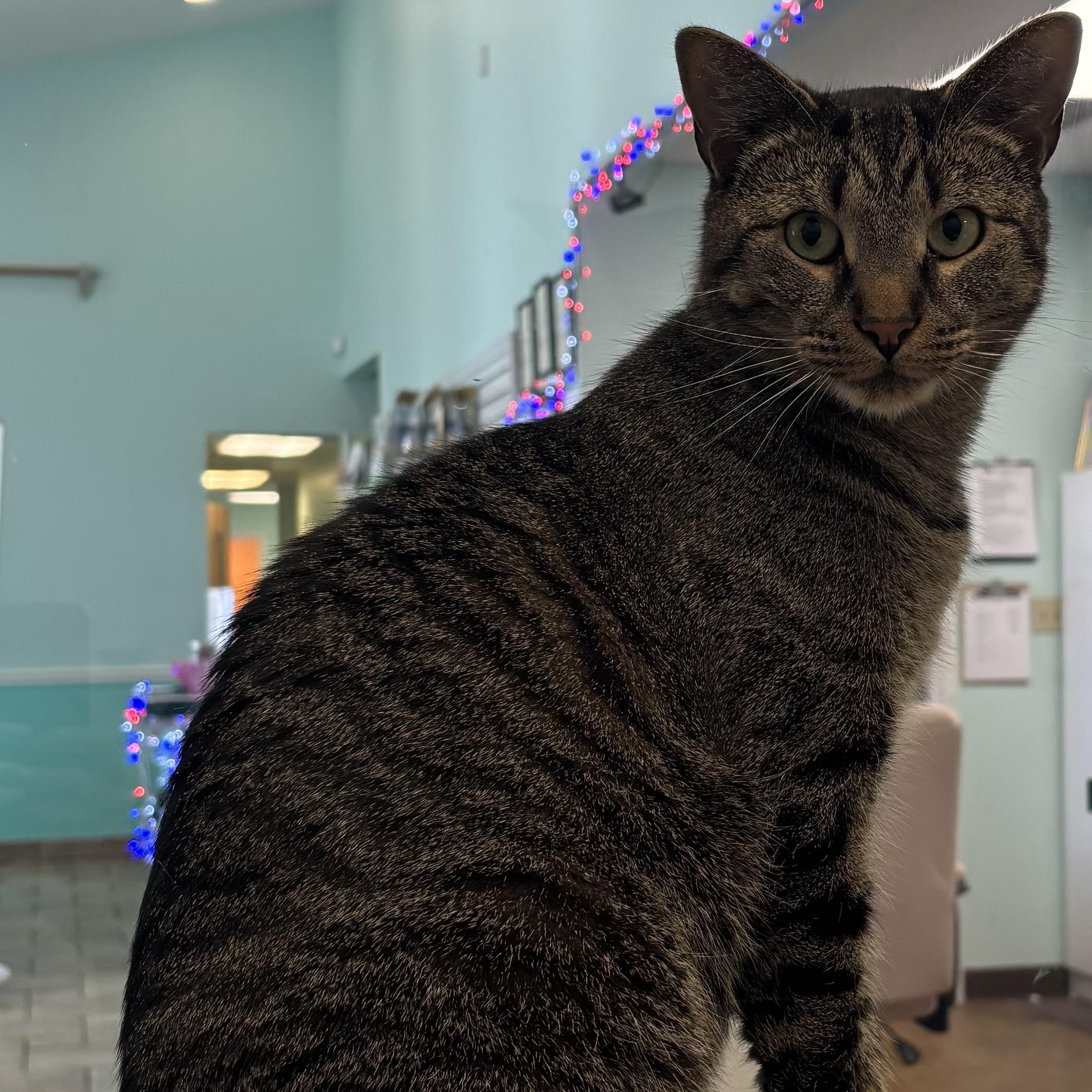 Enlarge Roscoe - A SWEET MAN WITH CAPTIVATING EYES AND ONE BAD HABIT, a Adoptable Domestic Short Hair in Bristow, VA image 1/6