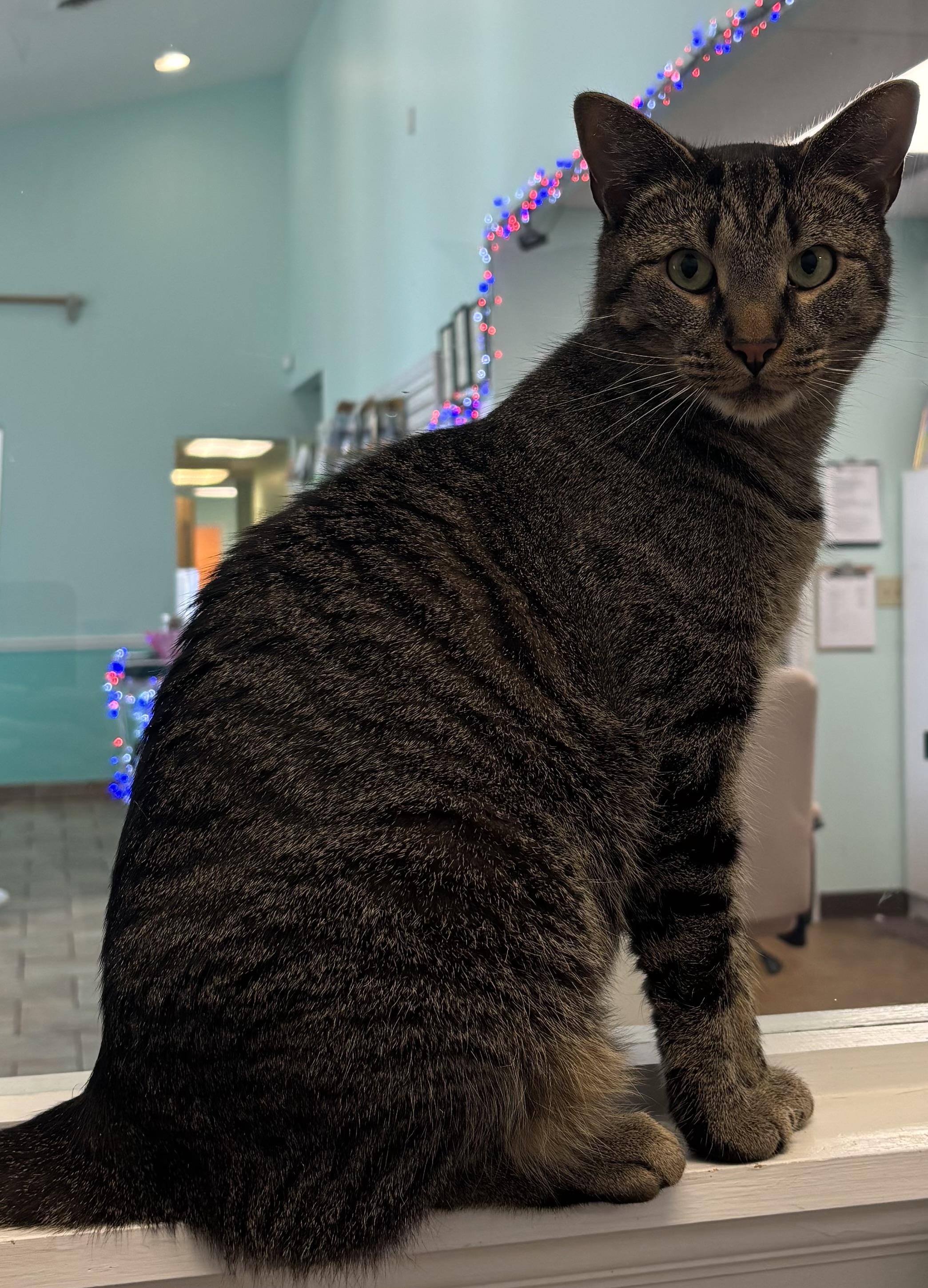 Enlarge Roscoe - A SWEET MAN WITH CAPTIVATING EYES AND ONE BAD HABIT, a Adoptable Domestic Short Hair in Bristow, VA image 1/6