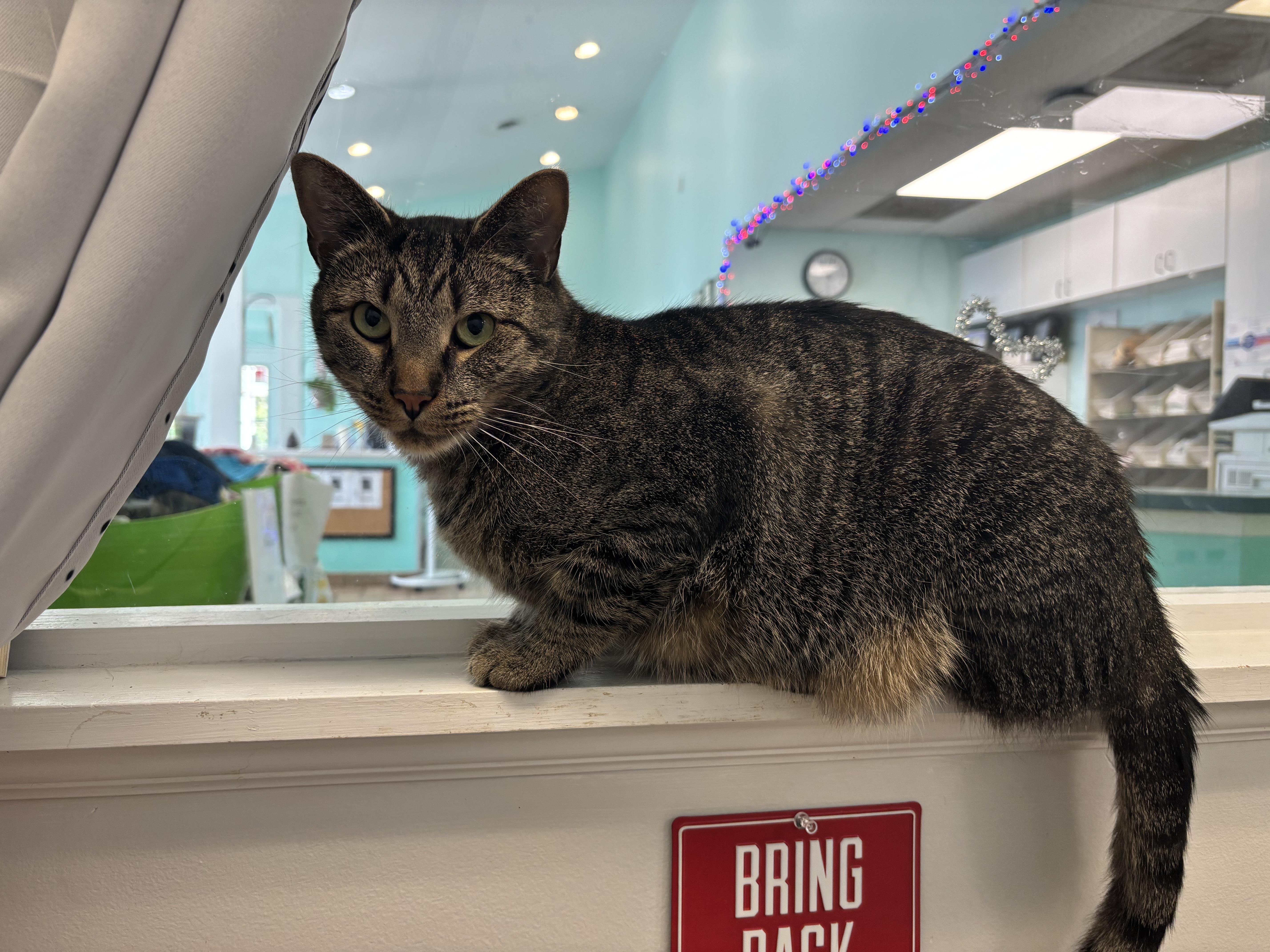 Enlarge Roscoe - A SWEET MAN WITH CAPTIVATING EYES AND ONE BAD HABIT, a Adoptable Domestic Short Hair in Bristow, VA image 5/6