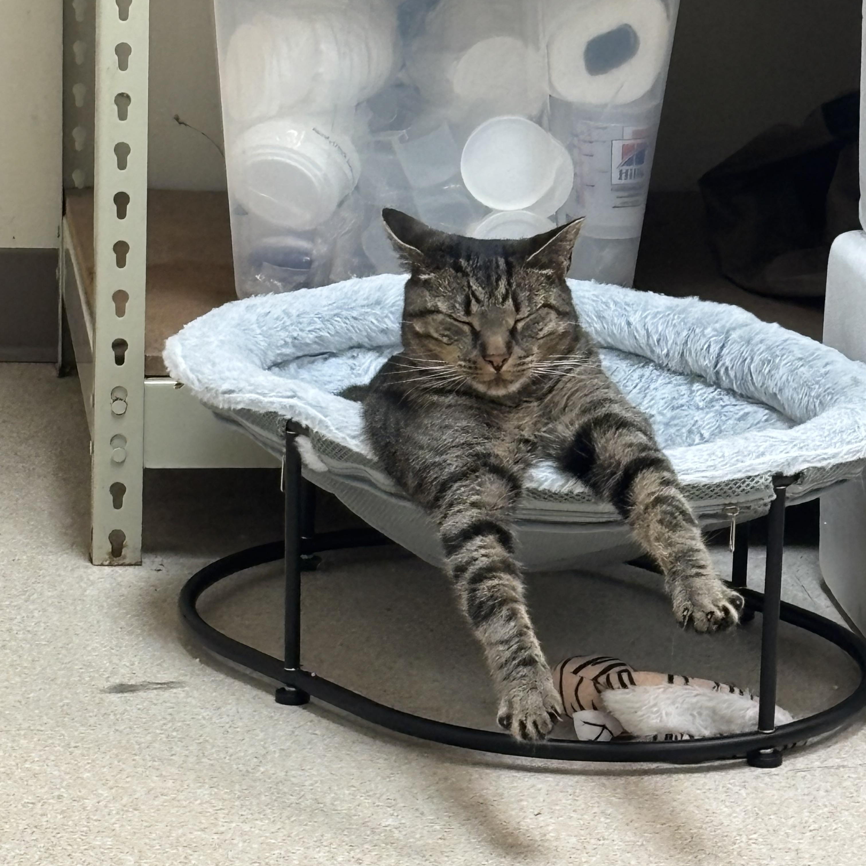 Enlarge Roscoe - A SWEET MAN WITH CAPTIVATING EYES AND ONE BAD HABIT, a Adoptable Domestic Short Hair in Bristow, VA image 3/6