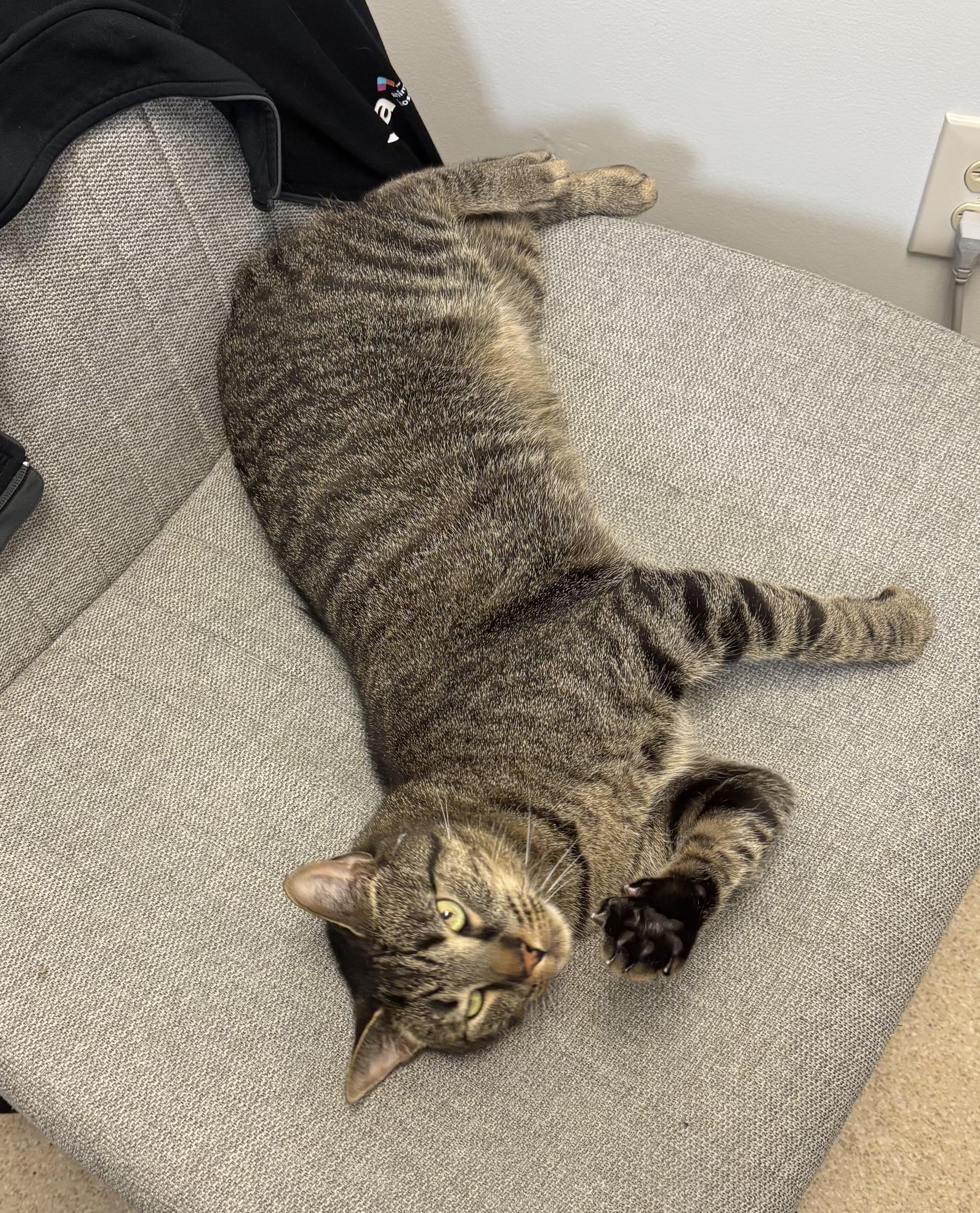 Enlarge Roscoe - A SWEET MAN WITH CAPTIVATING EYES AND ONE BAD HABIT, a Adoptable Domestic Short Hair in Bristow, VA image 6/6