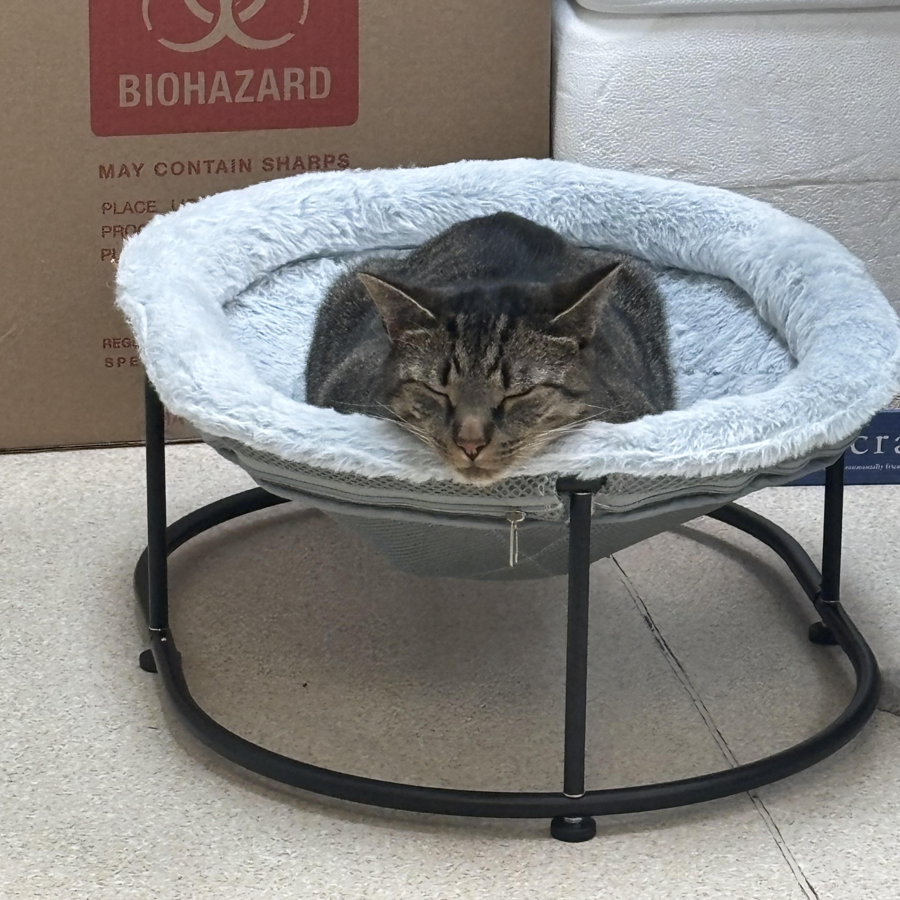 Enlarge Roscoe - A SWEET MAN WITH CAPTIVATING EYES AND ONE BAD HABIT, a Adoptable Domestic Short Hair in Bristow, VA image 2/6