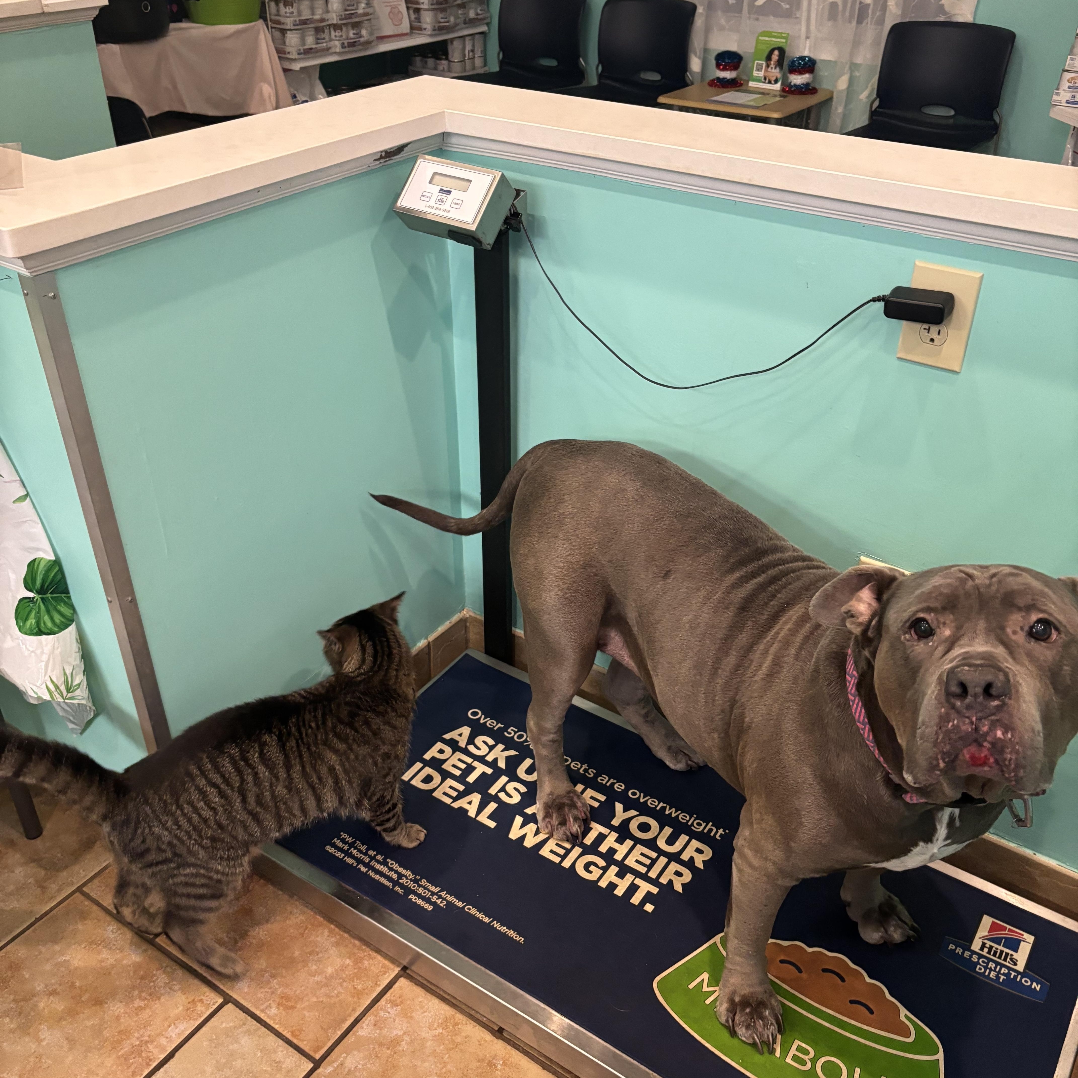 Enlarge Roscoe - A SWEET MAN WITH CAPTIVATING EYES AND ONE BAD HABIT, a Adoptable Domestic Short Hair in Bristow, VA image 4/6