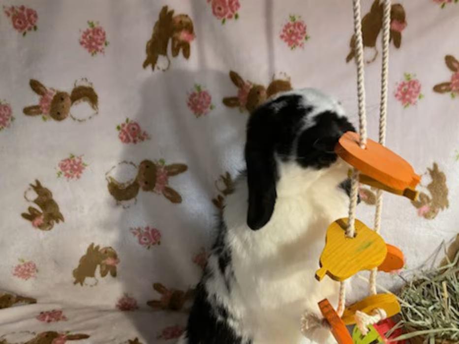 Enlarge Molly, a ADOPTABLE Holland Lop in Waynesboro, VA image 1/4