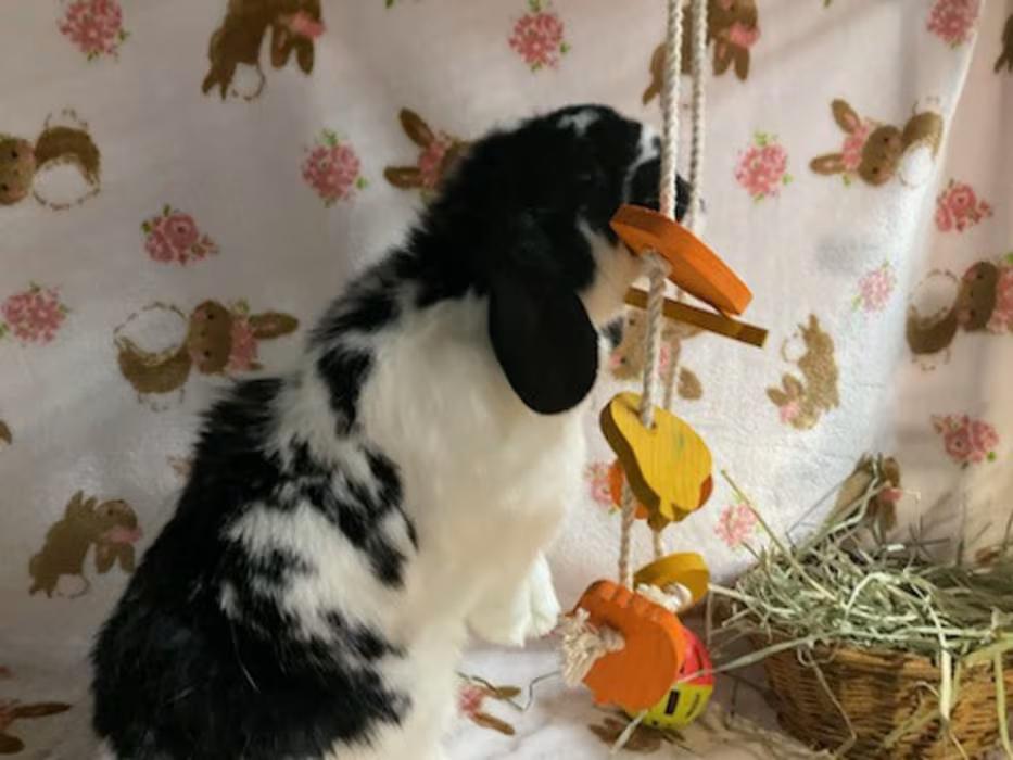 Enlarge Molly, a ADOPTABLE Holland Lop in Waynesboro, VA image 4/4