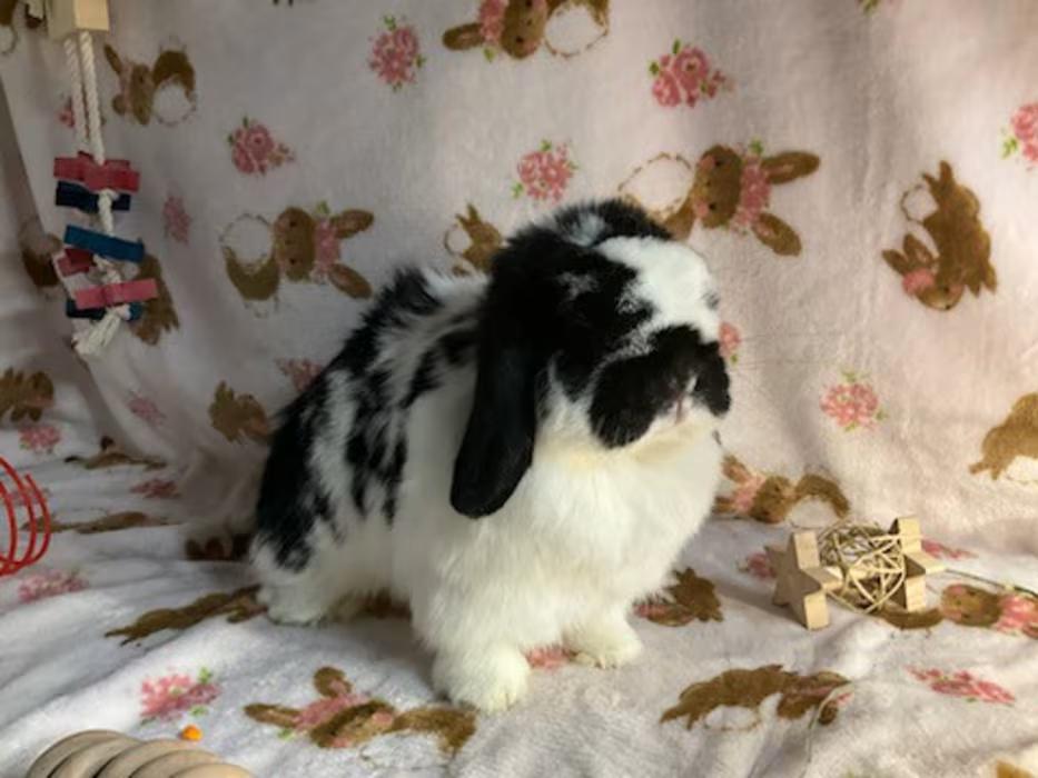 Enlarge Molly, a ADOPTABLE Holland Lop in Waynesboro, VA image 2/4