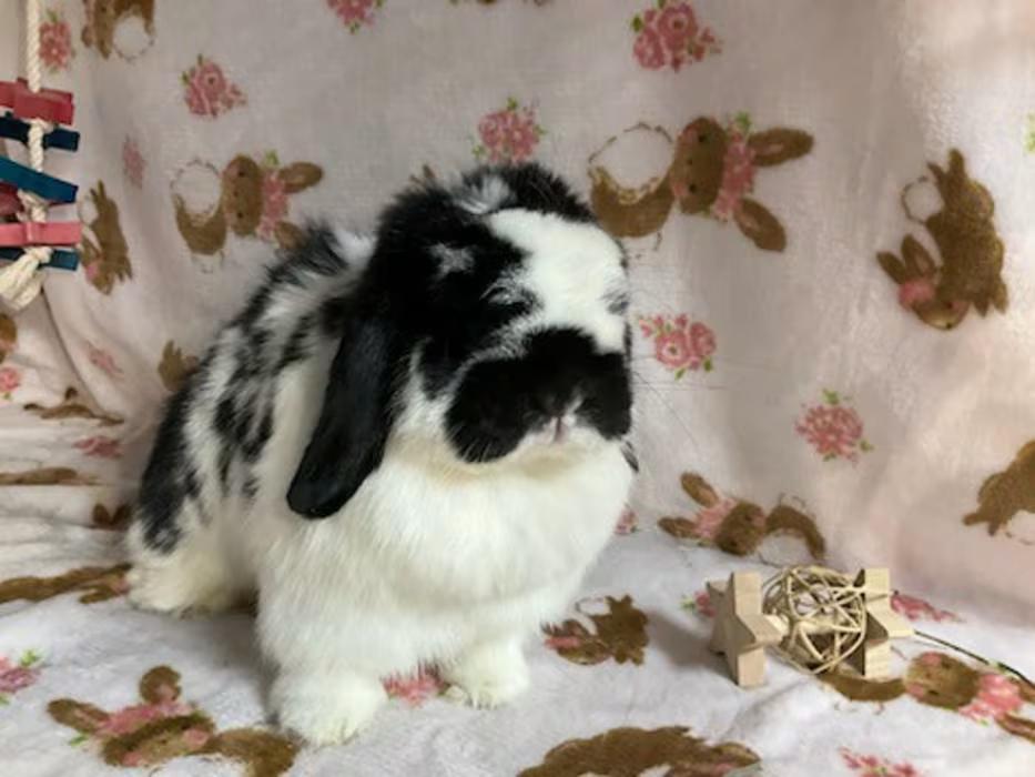 Enlarge Molly, a ADOPTABLE Holland Lop in Waynesboro, VA image 3/4