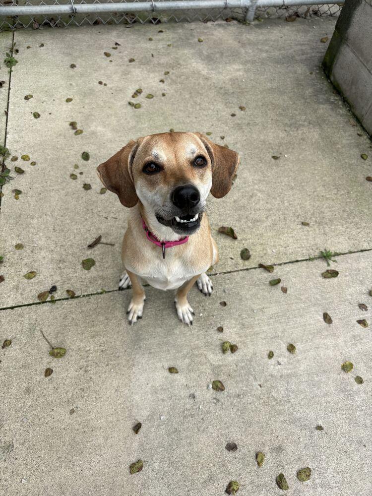 Hannah, Adoptable, Adult Female Harrier & Mixed Breed.