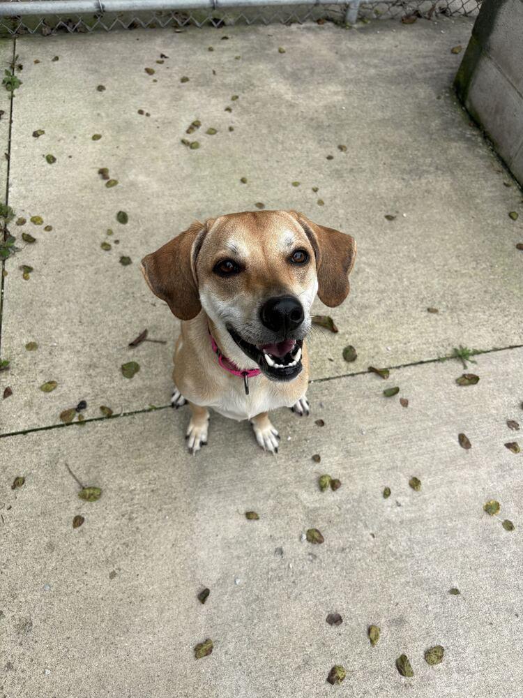 Enlarge Hannah, a Adoptable mixed breed in Bowling Green, OH image 2/4