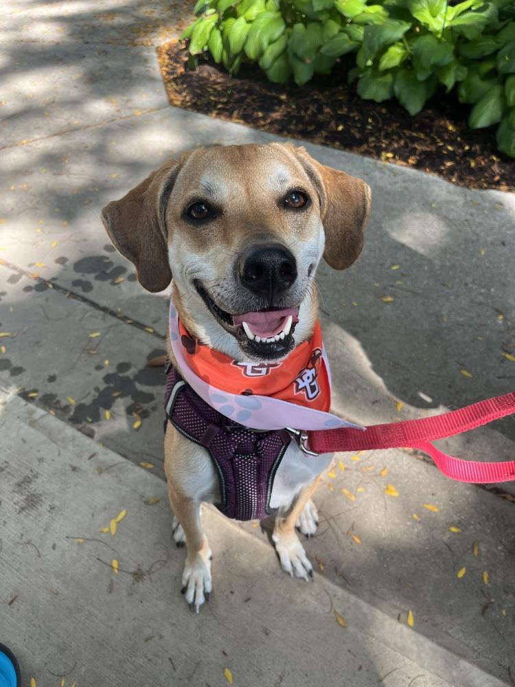 Enlarge Hannah, a Adoptable mixed breed in Bowling Green, OH image 3/4