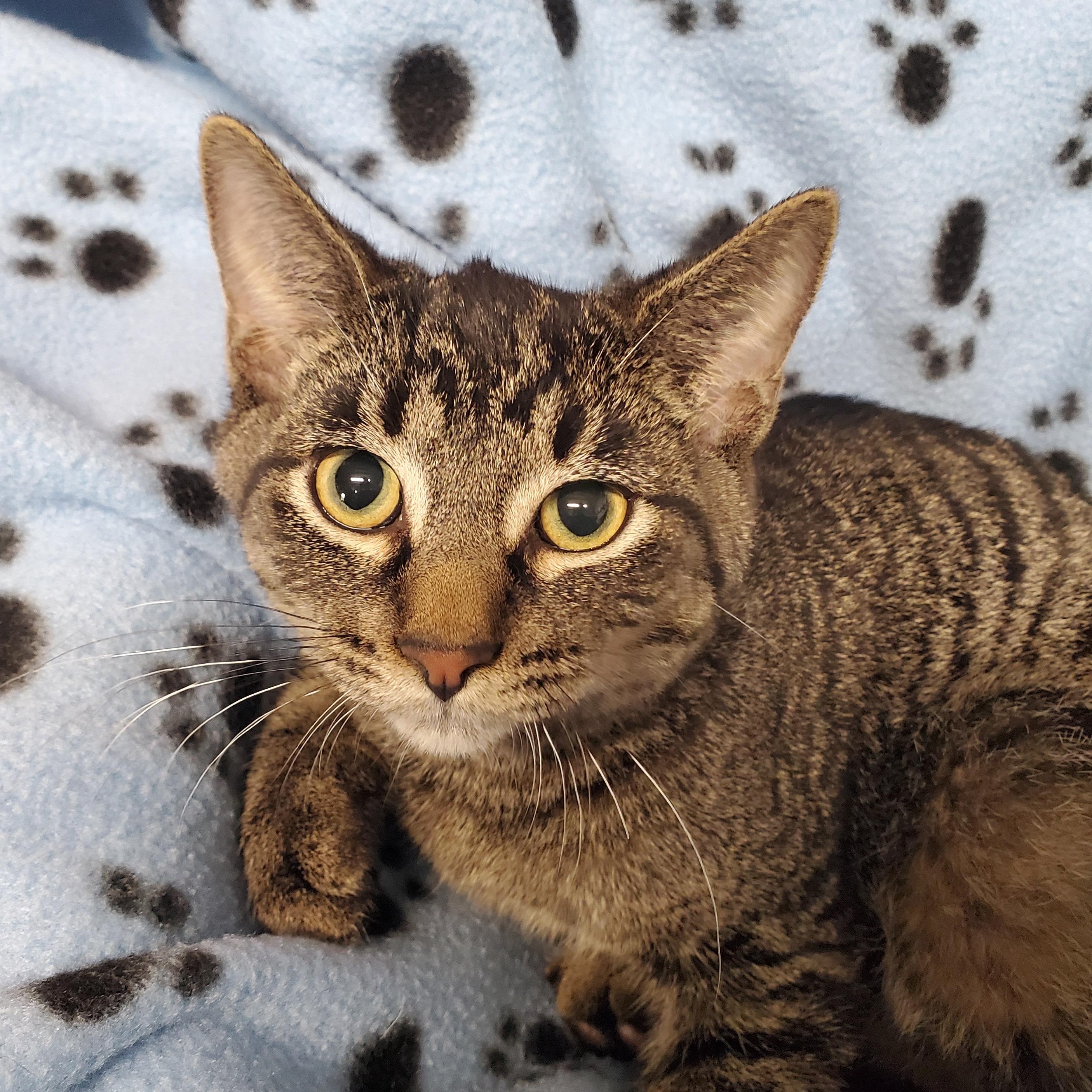 Simon, ADOPTABLE, Kitten Male Domestic Short Hair.