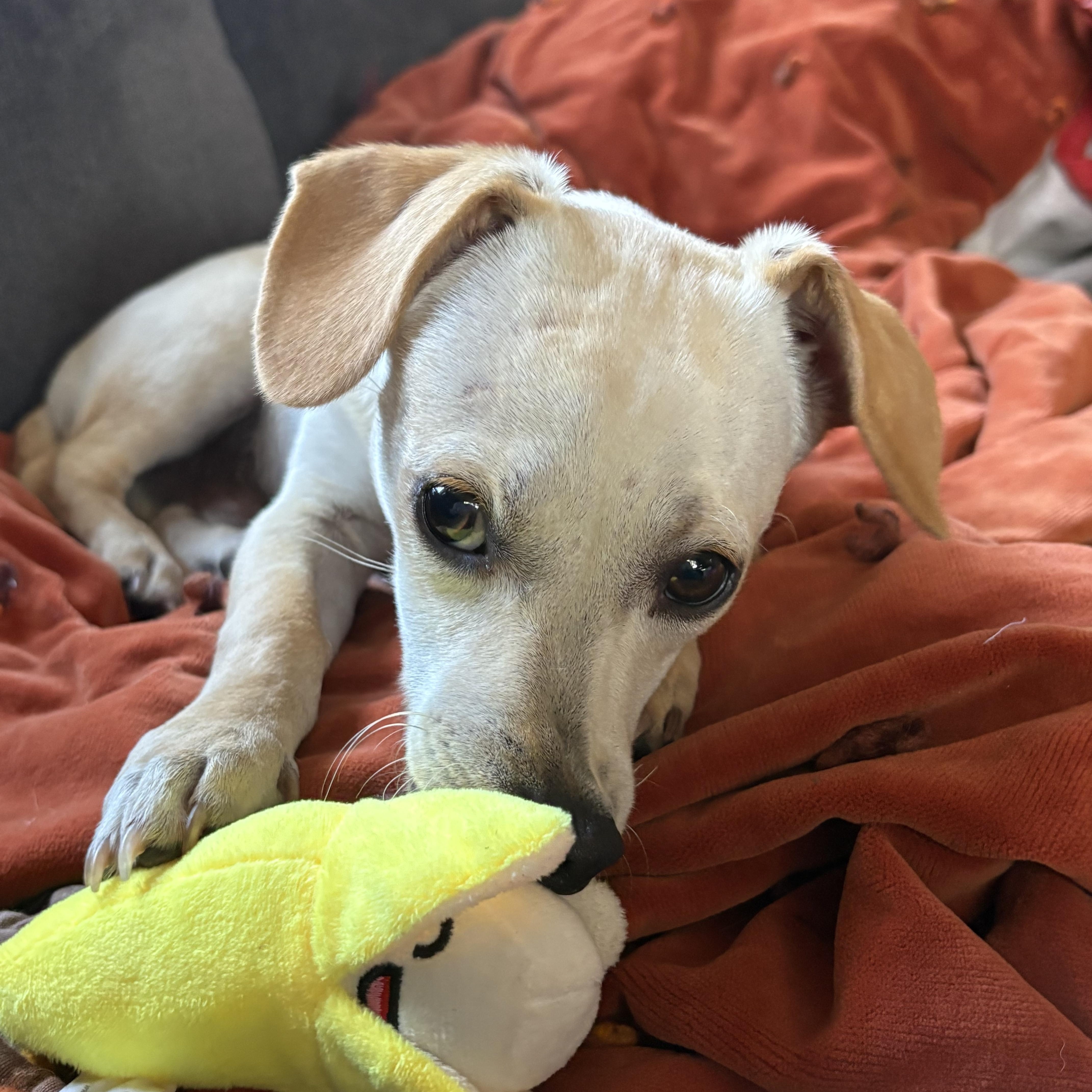 Enlarge Mickey, a Adopted mixed breed in COVINGTON, WA image 3/6