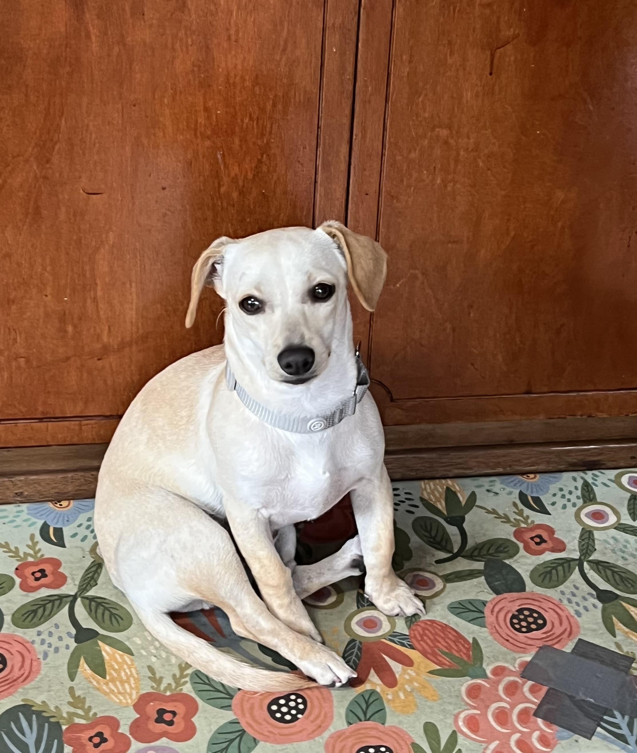 Enlarge Mickey, a Adopted mixed breed in COVINGTON, WA image 5/6