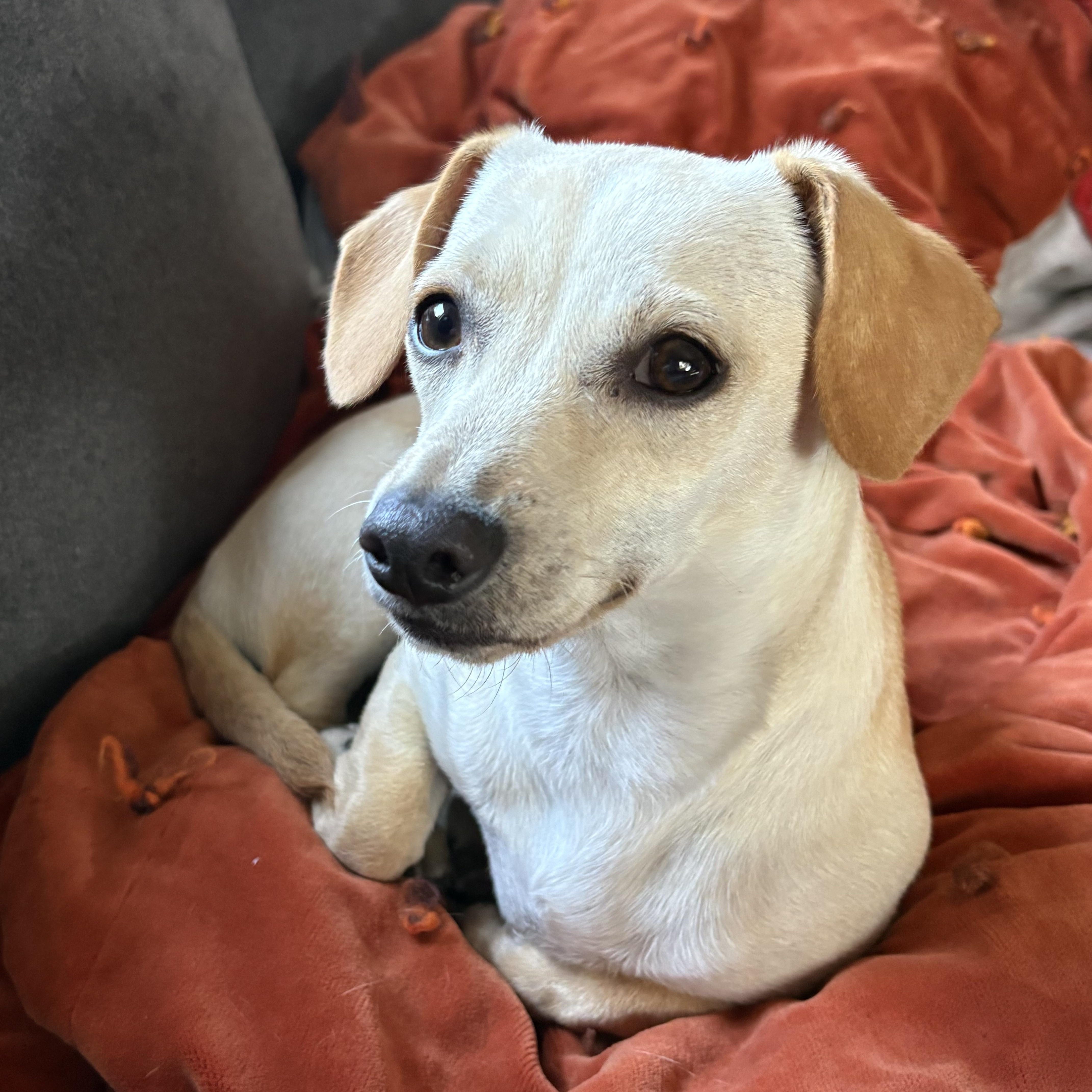 Enlarge Mickey, a Adopted mixed breed in COVINGTON, WA image 6/6