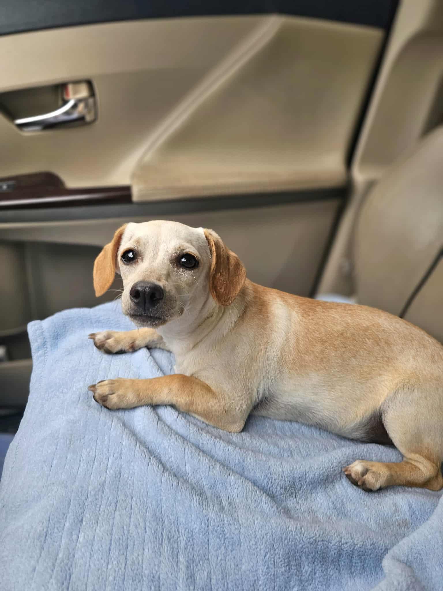 Mickey, an adoptable mixed breed in COVINGTON, WA image 6/6