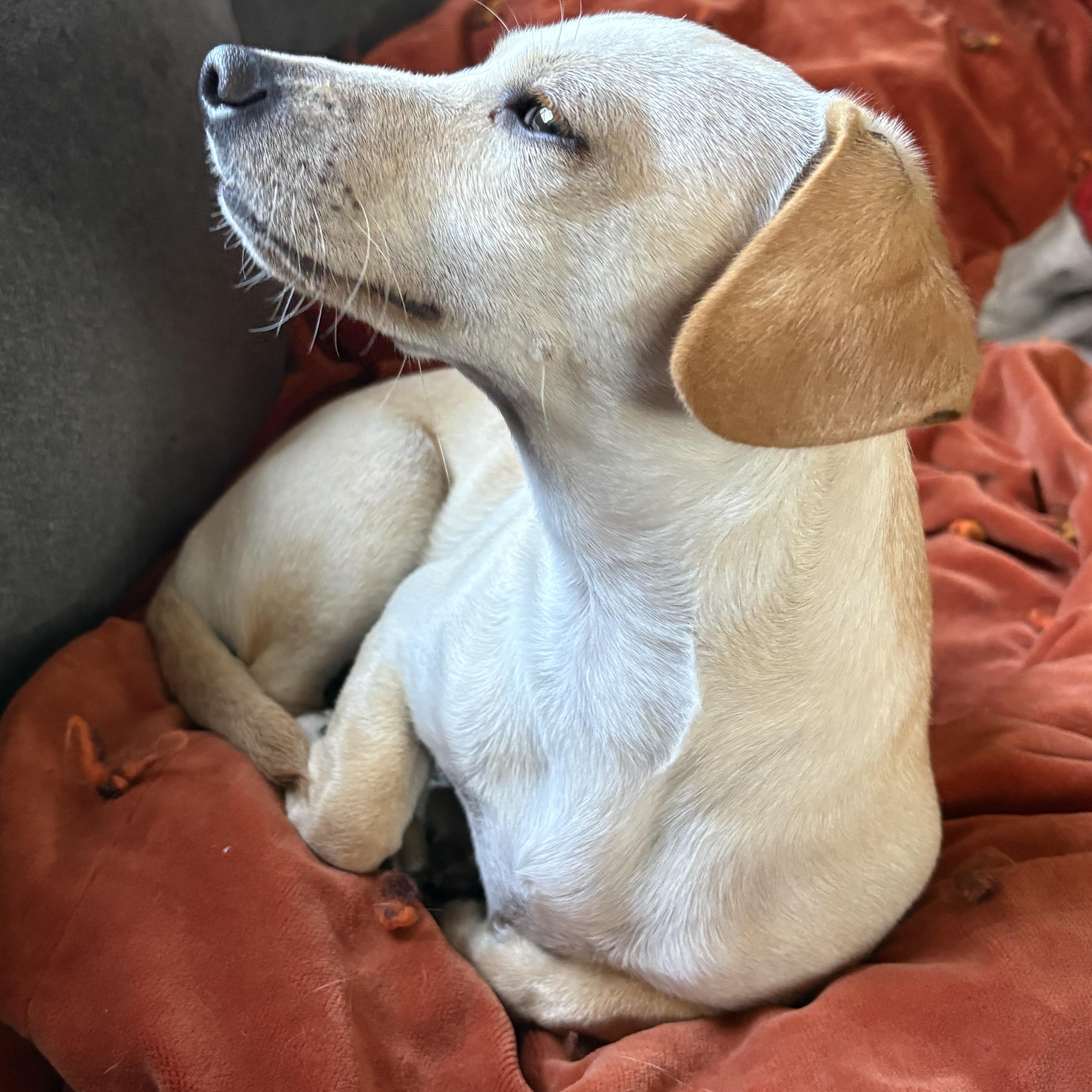 Mickey, Adopted, Puppy Male Dachshund & Chihuahua.