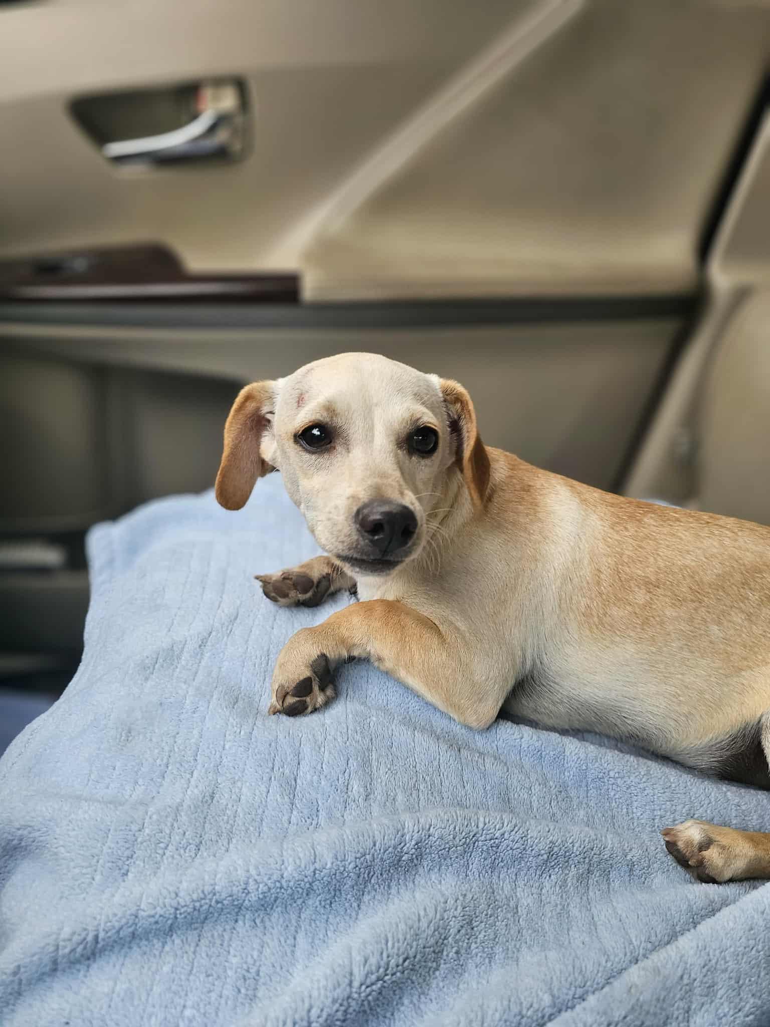 Mickey, an adoptable mixed breed in COVINGTON, WA image 5/6