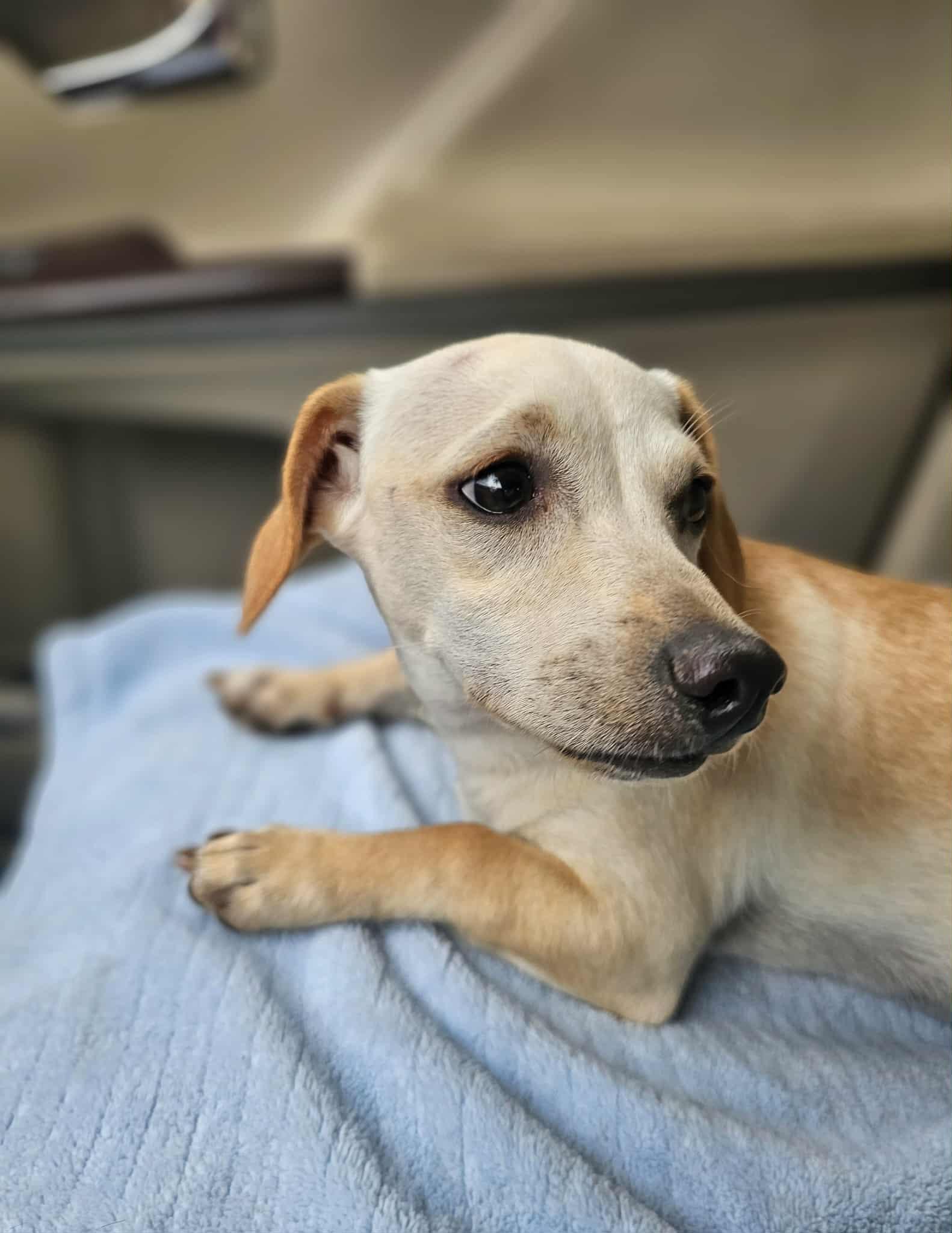 Mickey, an adoptable mixed breed in COVINGTON, WA image 2/6