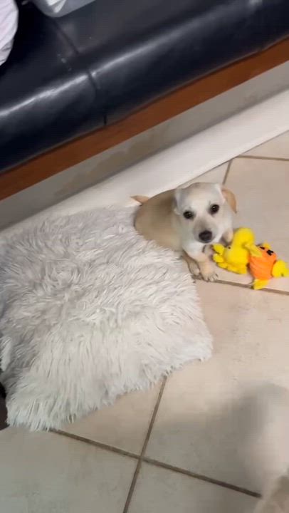 Enlarge Mickey, an adoptable mixed breed in COVINGTON, WA video 4/6