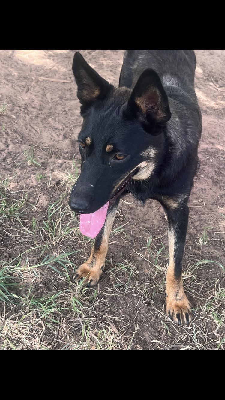 Lumi, adopted, Young Female Shepherd & Australian Cattle Dog / Blue Heeler.
