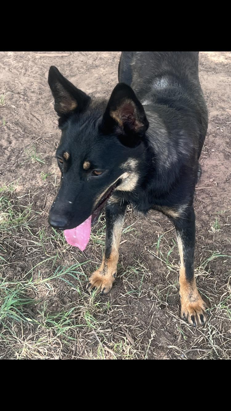 Enlarge Lumi, an adopted mixed breed in Arvada, CO image 5/5