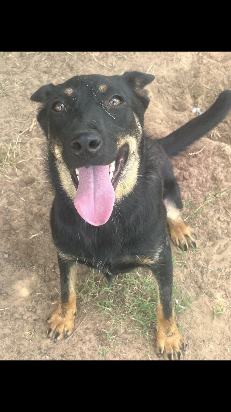 Enlarge Lumi, an adopted mixed breed in Arvada, CO image 2/5