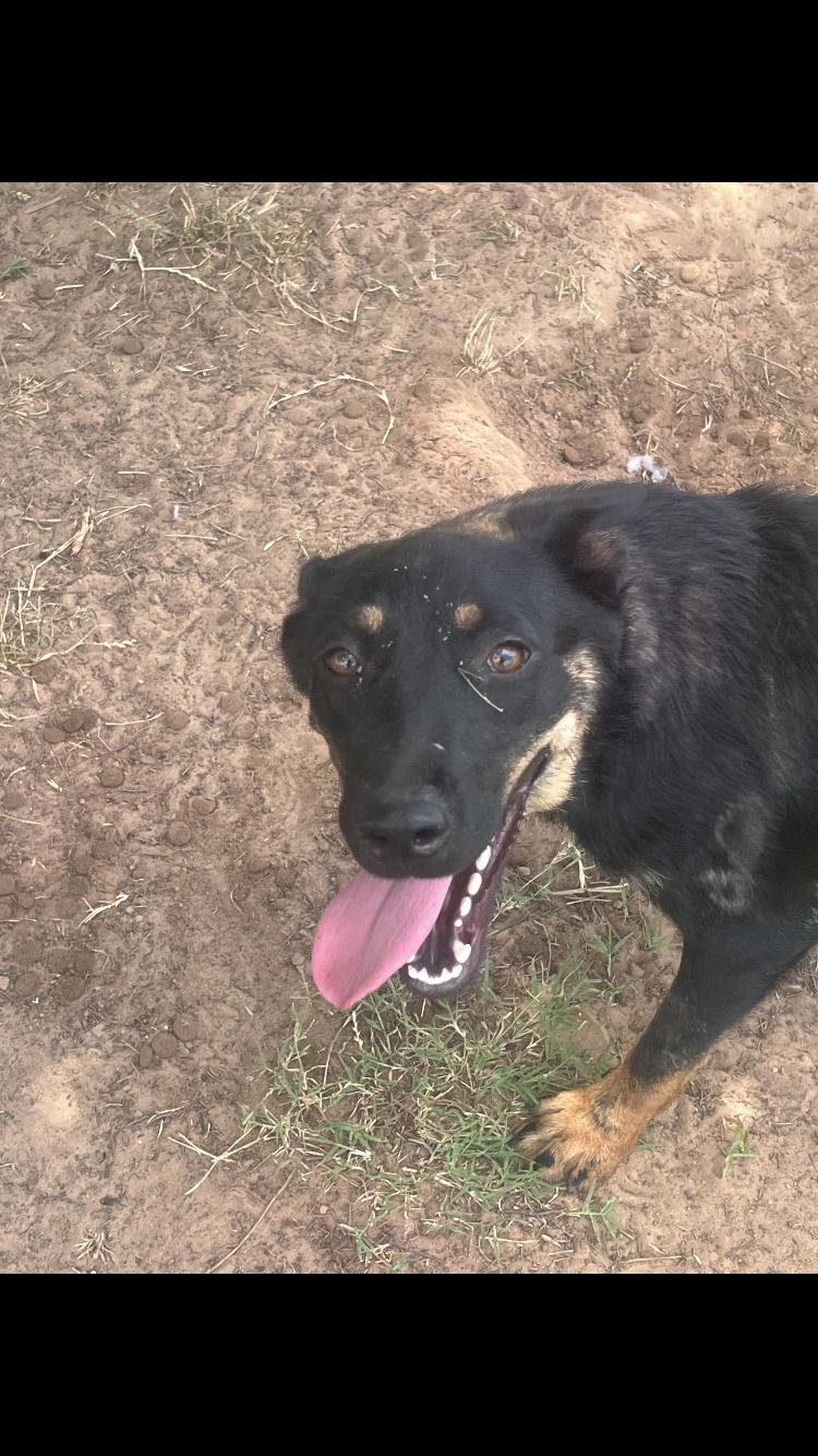 Enlarge Lumi, an adopted mixed breed in Arvada, CO image 4/5